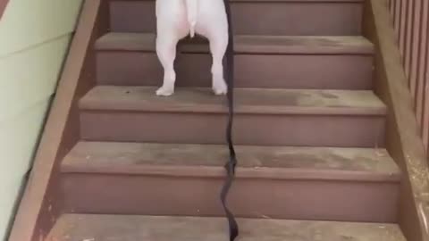 Dog and his own way of climbing up the stairs