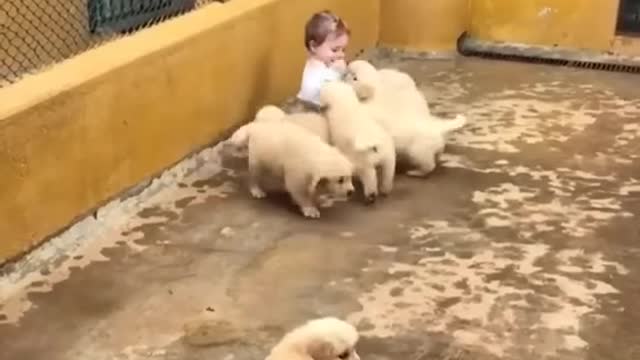 Golden Dogs
