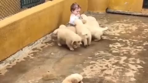 Golden Dogs