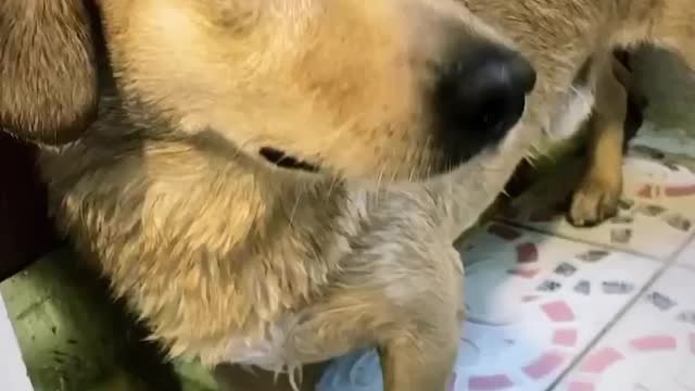 Funny dog video