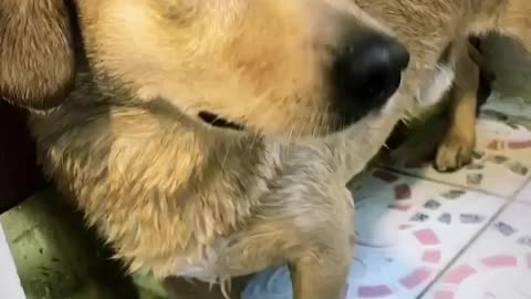 Funny dog video