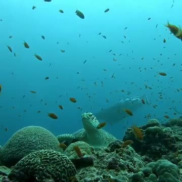 Incredible underwater experience!