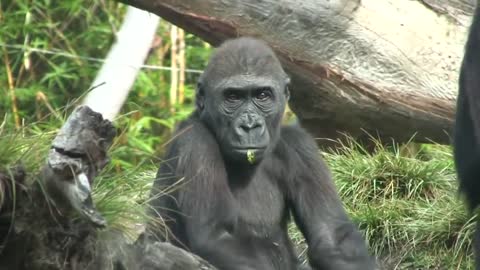 Gorillas having a nice time at the Zoo