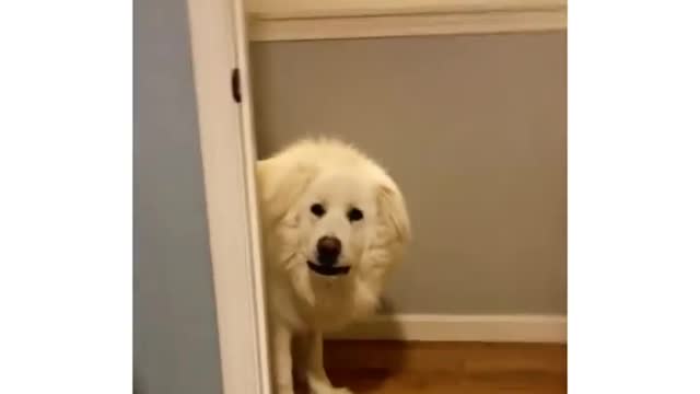 Dog finds human during hide-and-seek in the most hilarious way