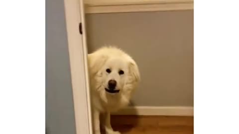 Dog finds human during hide-and-seek in the most hilarious way