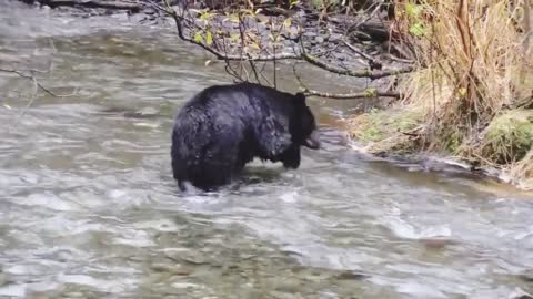 This is how bears fish