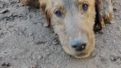 Happy Muddy Dog Digs Some Holes