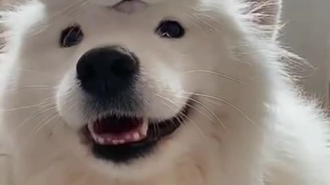 White Cat and White Dog together