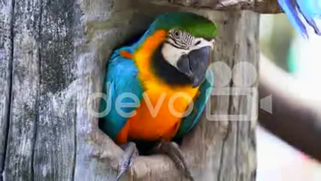 Macaw Parrot in Wood hollow