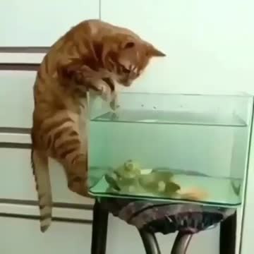 When you leave your cat with an aquarium