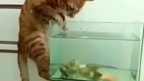 When you leave your cat with an aquarium