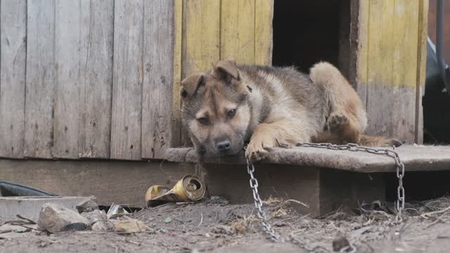 SAD DOGGO" | TRY NOT TO LAUGH - CUTE FUNNY ANIMALS | world of cats