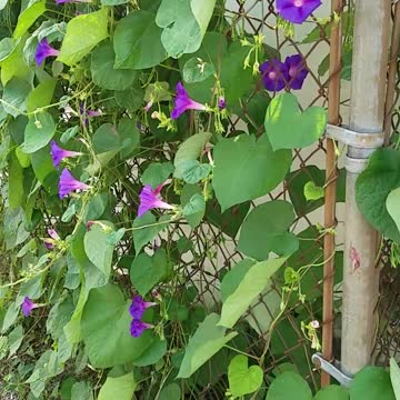 Purple morning glory under wind.