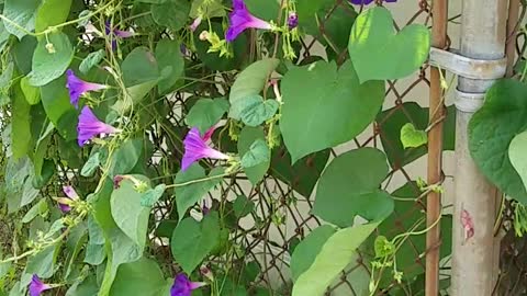 Purple morning glory under wind.