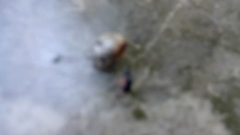 2018-05-07 - Enlever une tique sans pince - Youtube