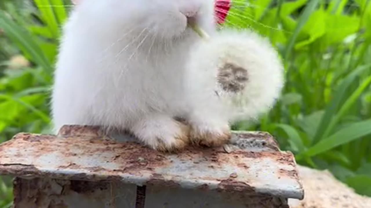 The little bunny is eating dandelions.