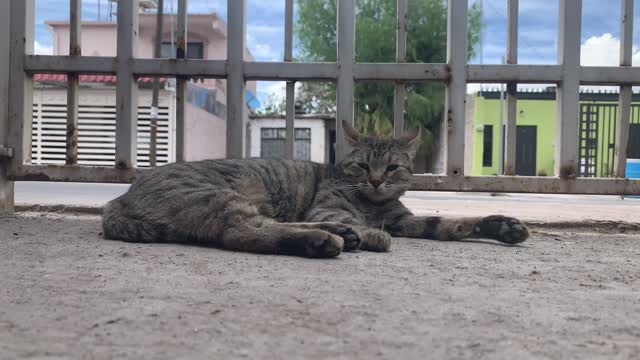 Mama Cat Takes Back Crying Kitten From Toddler