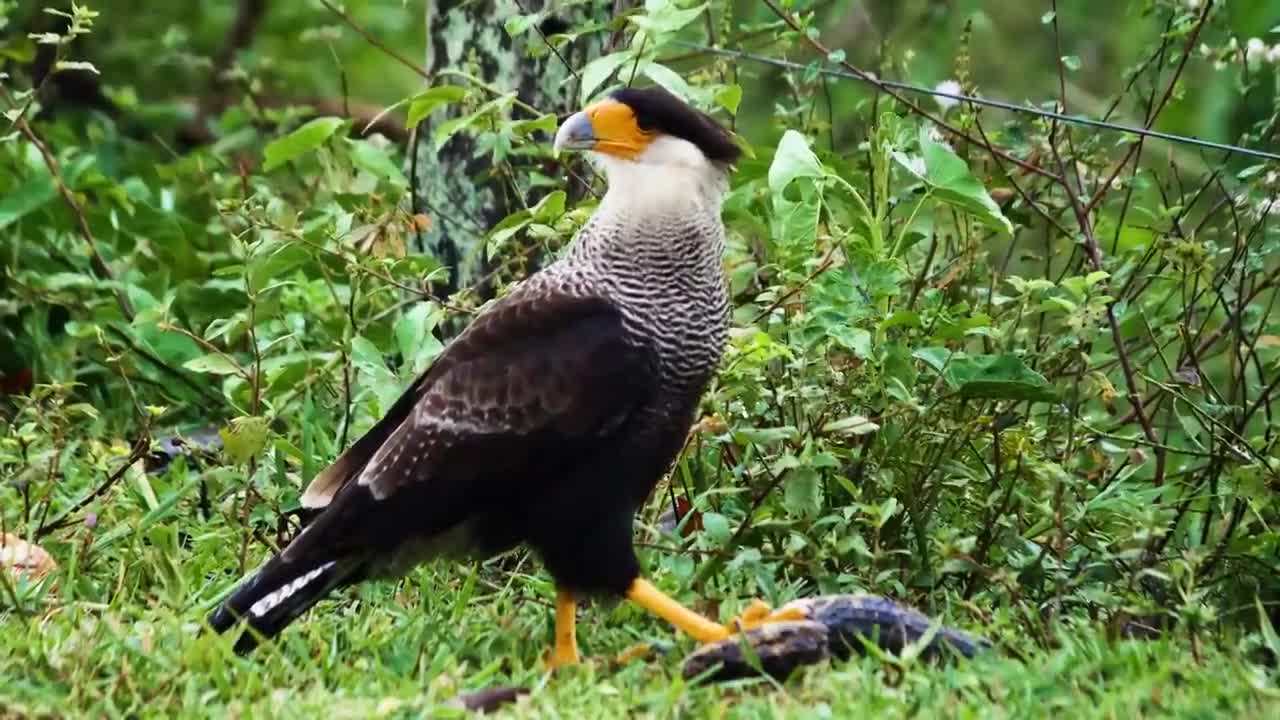 Nature And Wildlife Video Bird and animal is beautiful creature on our planet part4