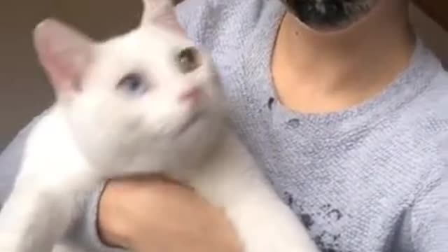 Cats Hilarious reaction when they see cat filter on owner