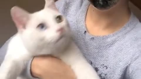 Cats Hilarious reaction when they see cat filter on owner