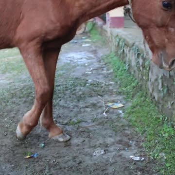 rolling stones #horseracig 😍 #shorts #shortvideo #villagemarketbd #horsevideo #villagelife