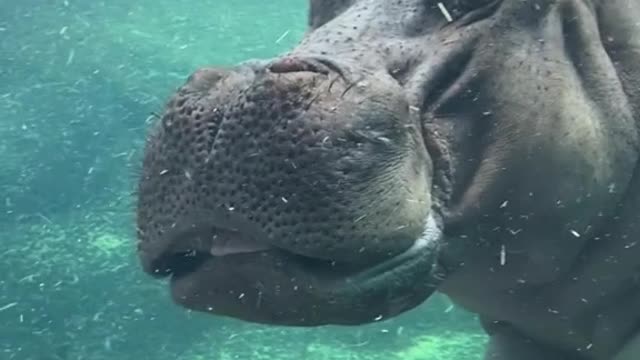 As if hippos couldn’t get any cuter