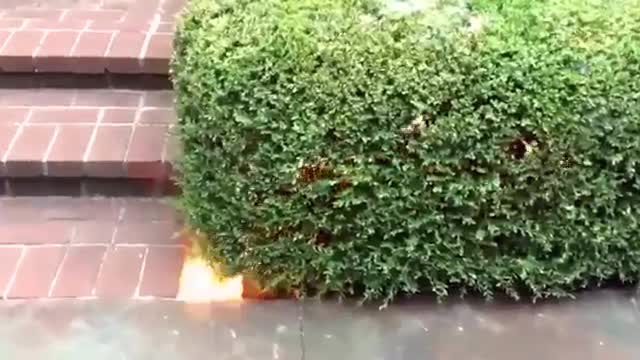 The most satisfying video of 2021