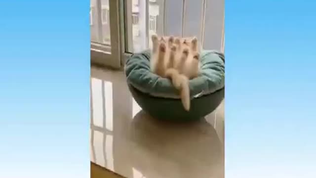 try not to laugh, cats and dogs funny animals