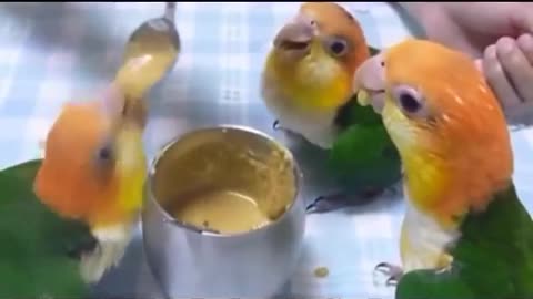 Parrots Dancing