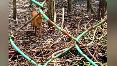 Big deer and small deer eating in park