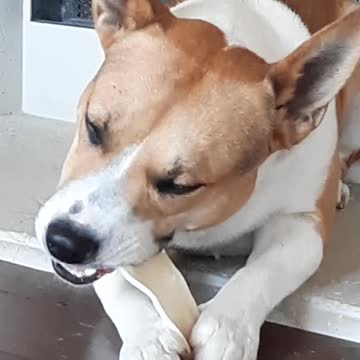 Tucker Carlson Eats A Treat