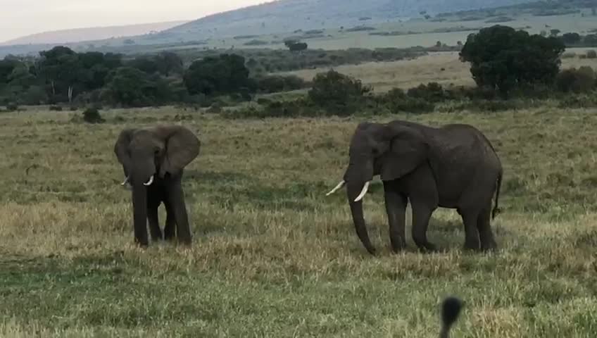 Elephants greatings