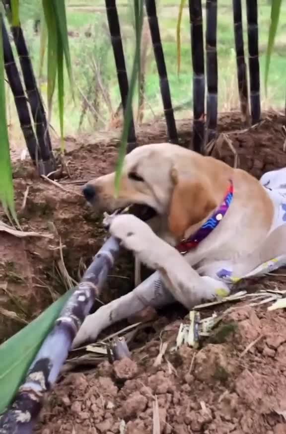 really interesting. First time I see a dog that can eat sugarcane