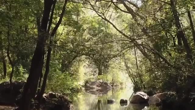 Nature forest, beauty forest