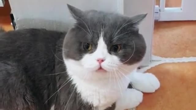 #Funniest Animals Real 😹 - Best Of The 2020 #Funny Animals Videos - Try Not To Laugh #comedy #shorts