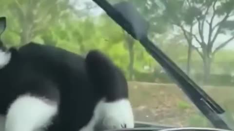 Funniest cat and dog video