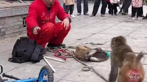 Funny monkey clip videos #Short