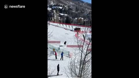 Moose on the loose massive creature runs across US ski slopes