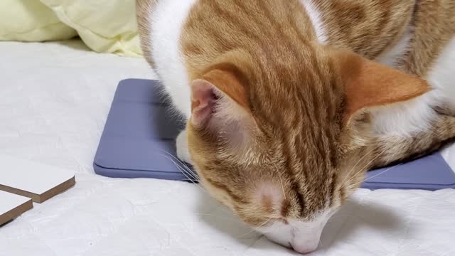 The cat on the iPad, Cheese tabby