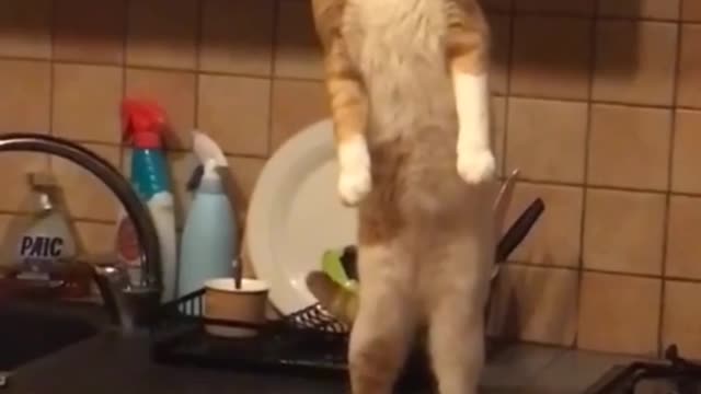 Amazing cat πΈπ Part #01