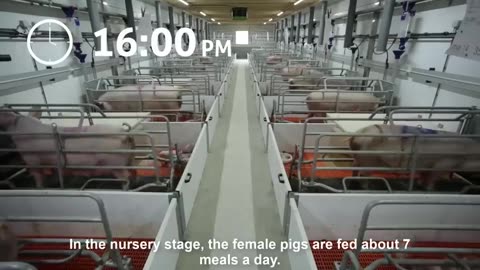 Modern Pig Farm - Fresh Pork Production Process - Automatic Pork Cutting Line Machine - Pork Plant