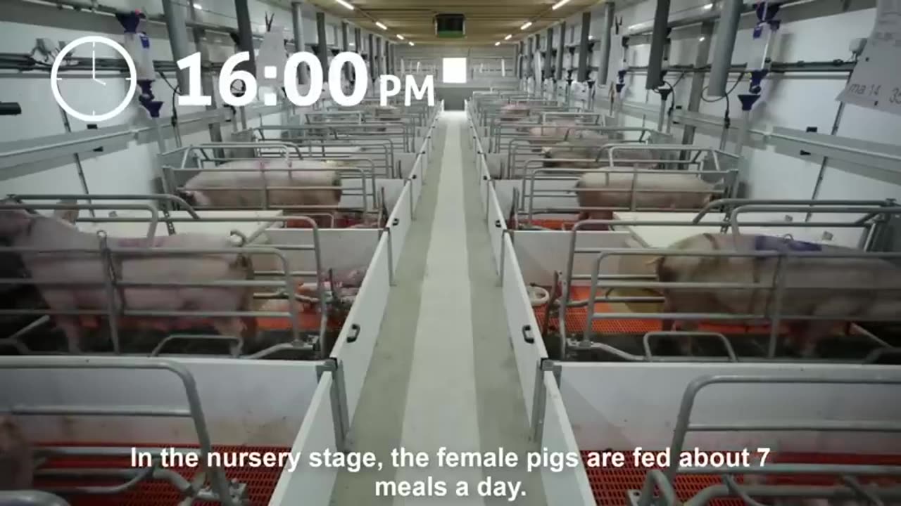 Modern Pig Farm - Fresh Pork Production Process - Automatic Pork Cutting Line Machine - Pork Plant