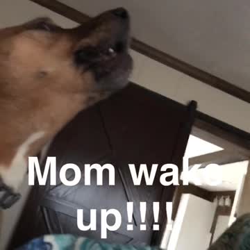 Two little boys were ready for breakfast and potty time this morning.