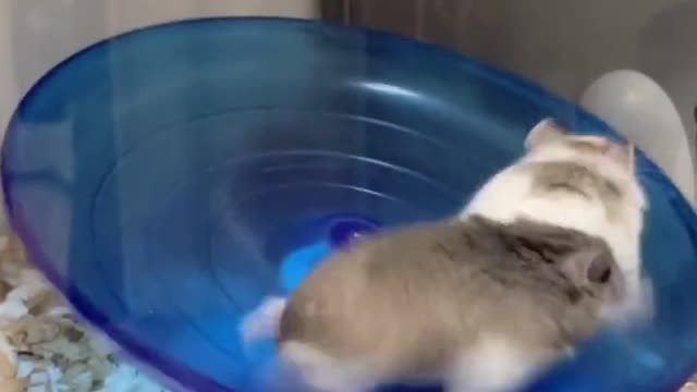 Funny Videos : Morning Exercise Hamster... 😂😂