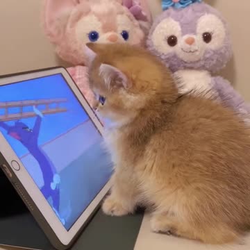 Tom and Jerry. 😂😅🤣🐈🐈