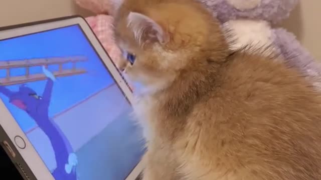 Tom and Jerry. 😂😅🤣🐈🐈
