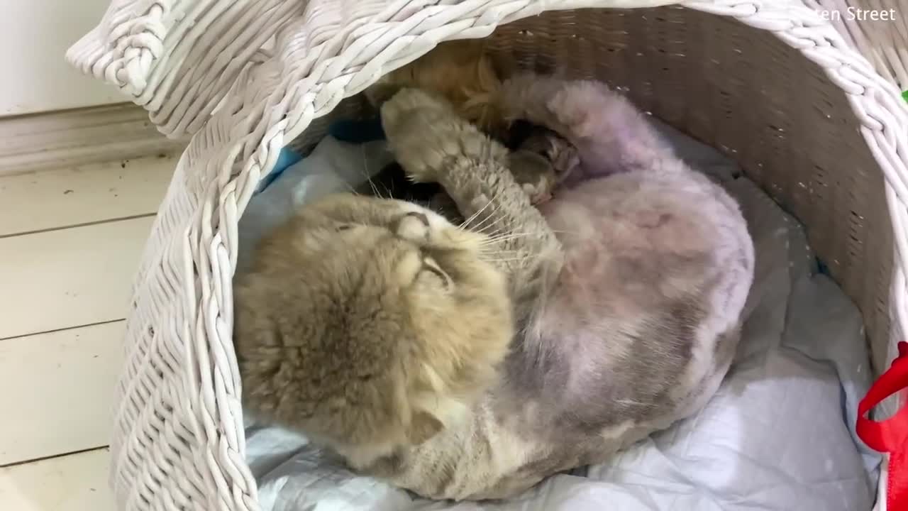 The cat gave birth to kittens. First day of a new life