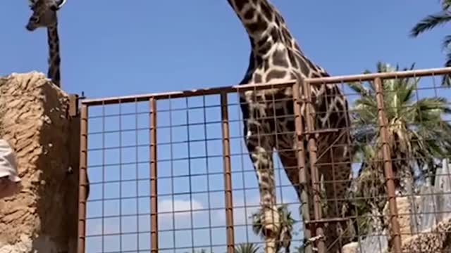And I thought giraffes were friendly... 😬
