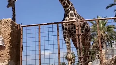 And I thought giraffes were friendly... 😬