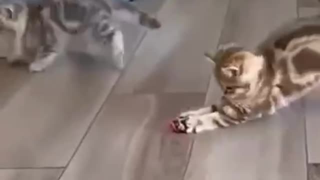 Two cats play this funny games, they looks amazing
